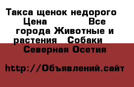 Такса щенок недорого › Цена ­ 15 000 - Все города Животные и растения » Собаки   . Северная Осетия